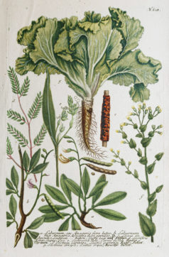 Fruits et Légumes - Gravure ancienne - Laitue