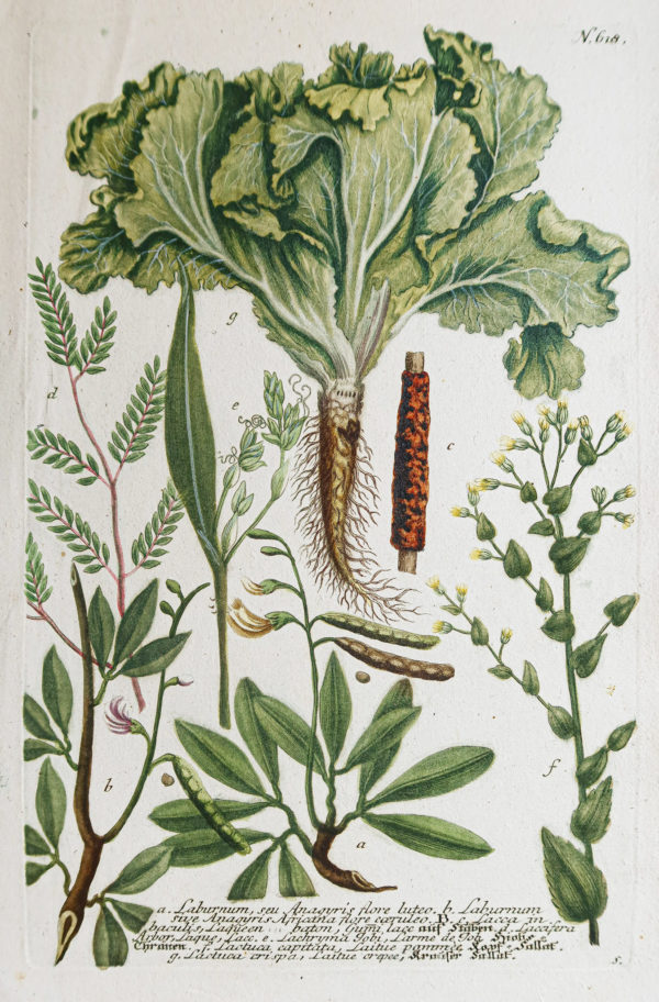 Fruits et Légumes - Gravure ancienne - Laitue