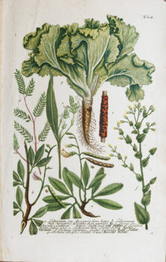 Fruits et Légumes - Gravure ancienne - Laitue