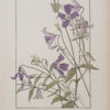 Art Nouveau
