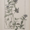 Art Nouveau