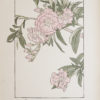 Art Nouveau