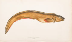 Gravure ancienne - Viviparous blenny