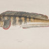 Gravure ancienne - Poisson-loup