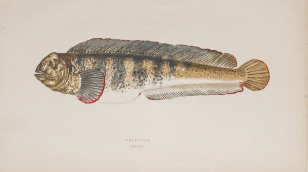 Gravure ancienne - Poisson-loup
