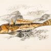 Gravure ancienne - Dusky sculpin