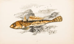 Gravure ancienne - Dusky sculpin