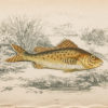 Gravure ancienne - Ruff - Grémille