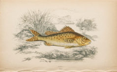 Gravure ancienne - Ruff - Grémille