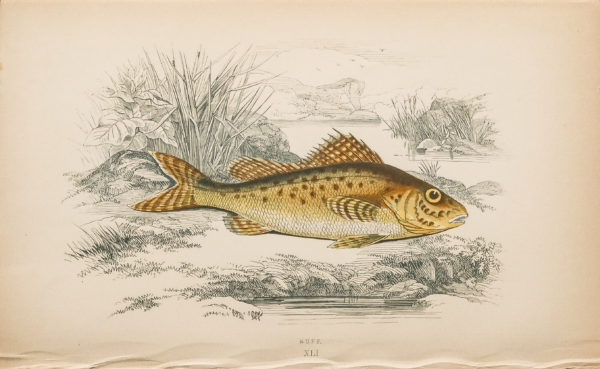 Gravure ancienne - Ruff - Grémille