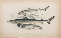 Gravure ancienne - Requin