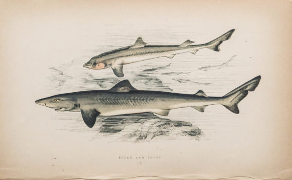 Gravure ancienne - Requin