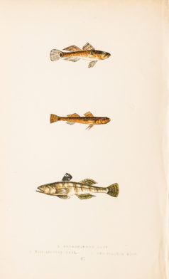 Gravure ancienne - Goby