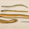 Gravure ancienne - Anguille
