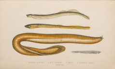 Gravure ancienne - Anguille