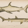 Gravure ancienne - Requin