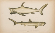 Gravure ancienne - Requin