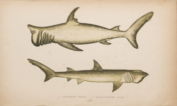 Gravure ancienne - Requin