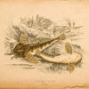 Gravure ancienne - Miller's thumb