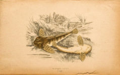 Gravure ancienne - Miller's thumb