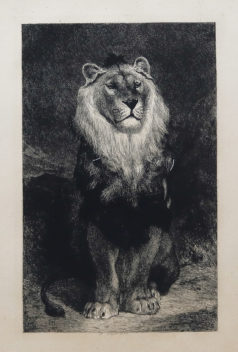 Gravure ancienne - Lion et Lionne