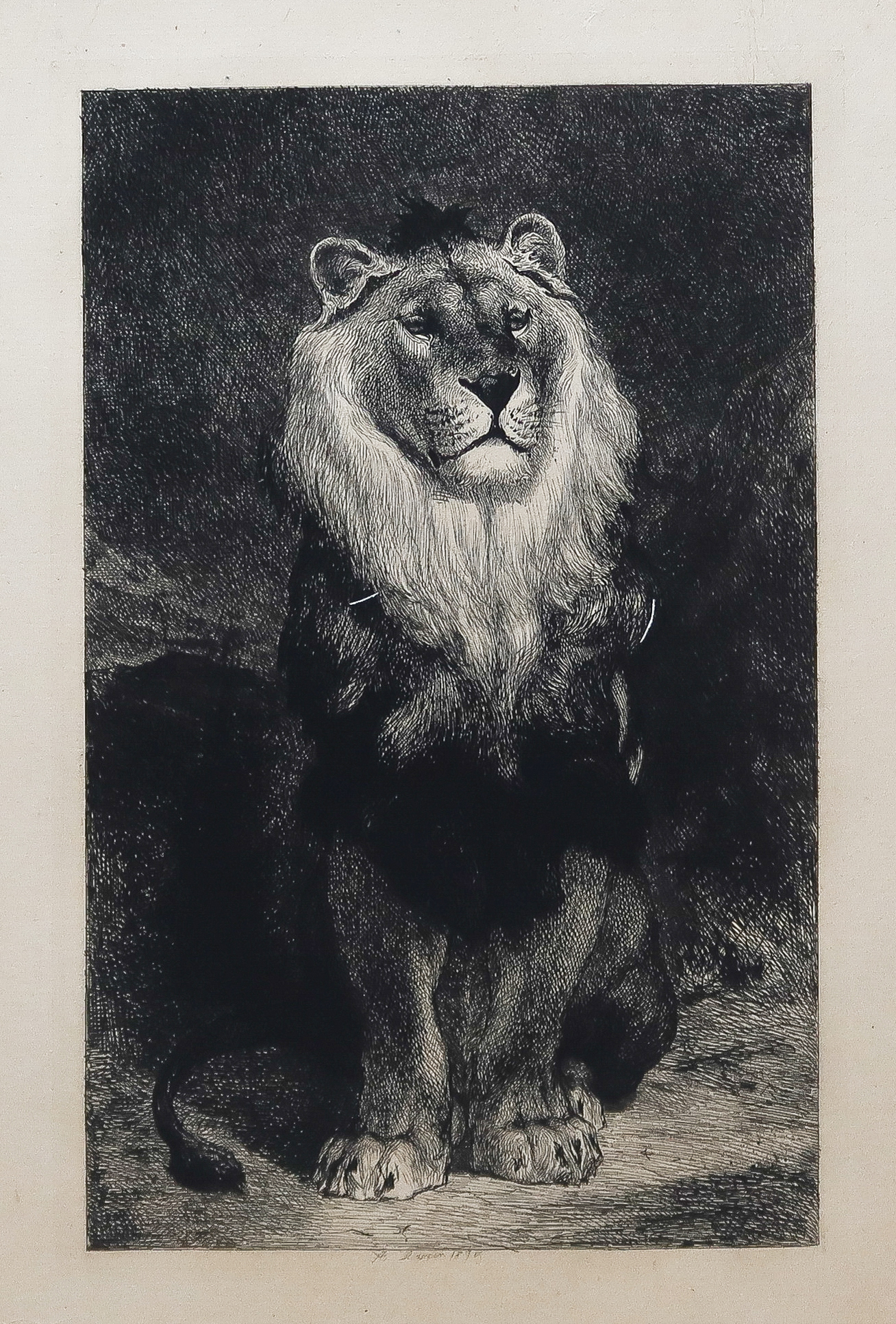 Gravure ancienne - Lion et Lionne