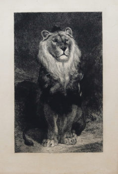 Gravure ancienne - Lion et Lionne