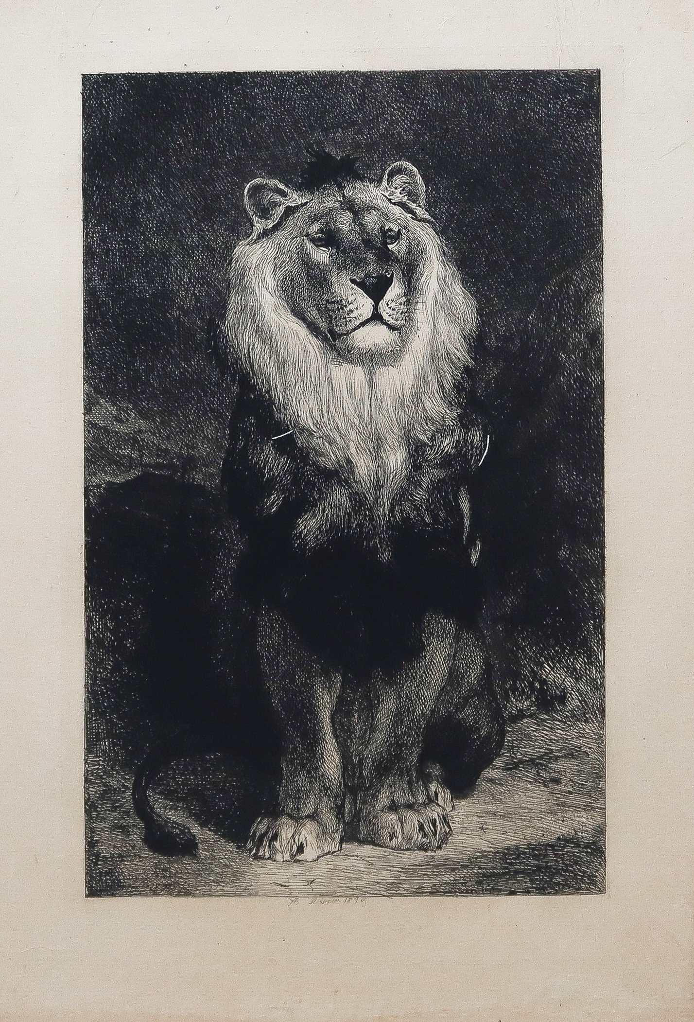 Gravure ancienne - Lion et Lionne