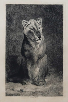 Gravure ancienne - Lion et Lionne