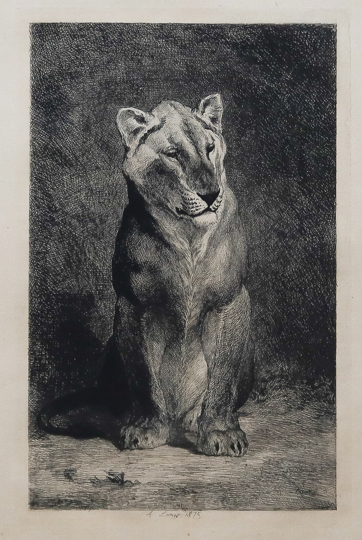 Gravure ancienne - Lion et Lionne