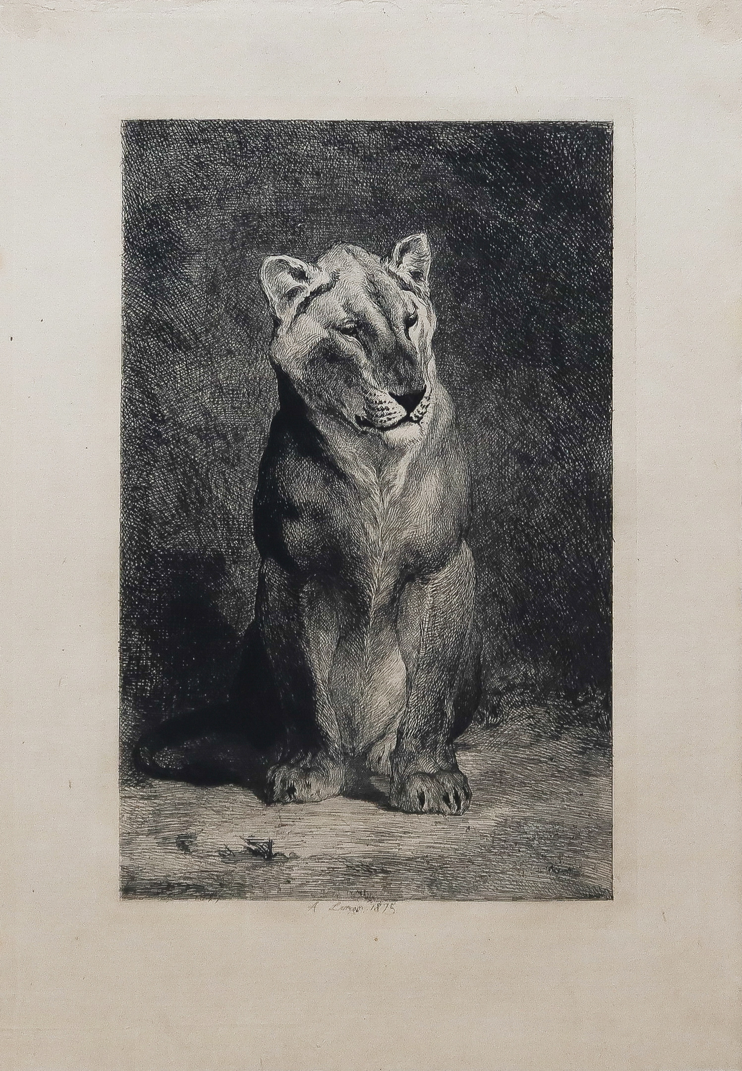 Gravure ancienne - Lion et Lionne