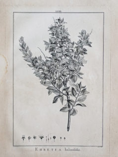 Gravure ancienne de botanique