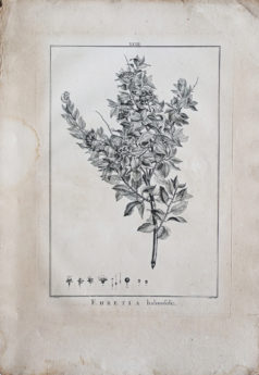 Gravure ancienne de botanique