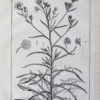 Gravure ancienne de botanique