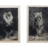 Gravure ancienne - Lion et Lionne