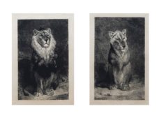 Gravure ancienne - Lion et Lionne