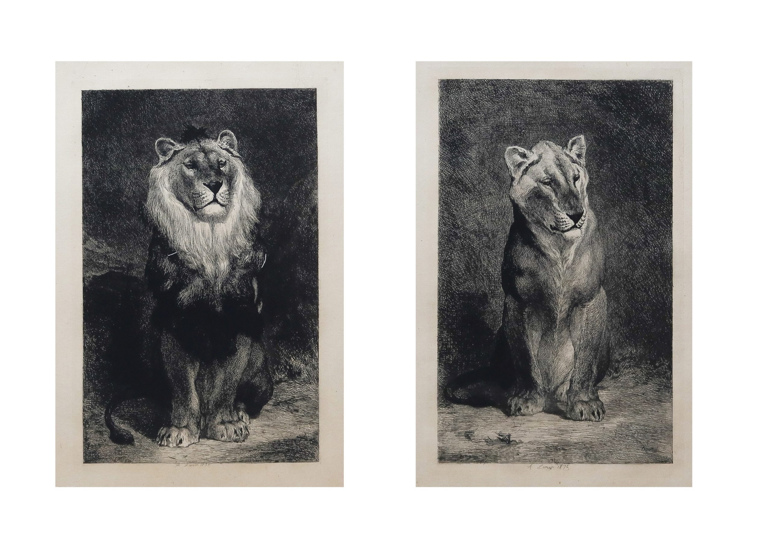 Gravure ancienne - Lion et Lionne