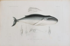 DUMONT D’URVILLE Jules - Voyage au pôle Sud et dans l’Océanie