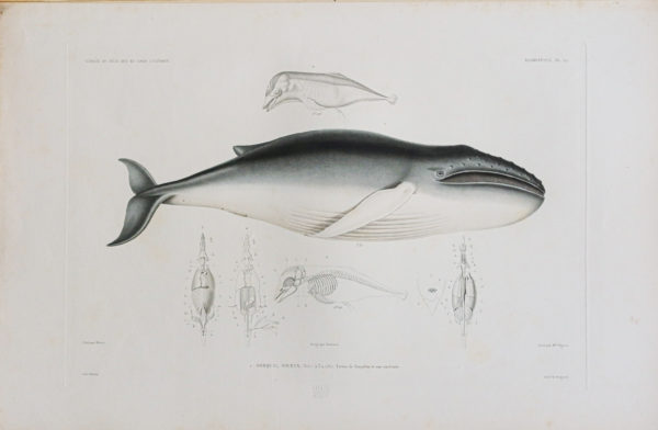 DUMONT D’URVILLE Jules - Voyage au pôle Sud et dans l’Océanie